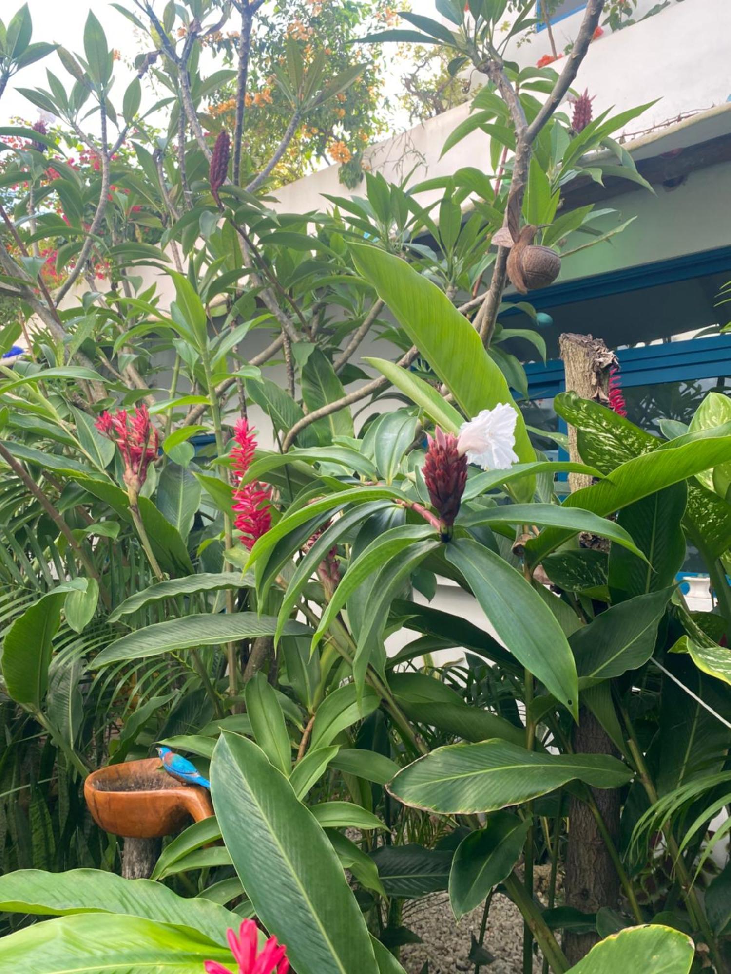 Maison Bacalar Dış mekan fotoğraf